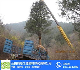 白皮松 優質苗木的選擇、推薦與綠化養護全攻略