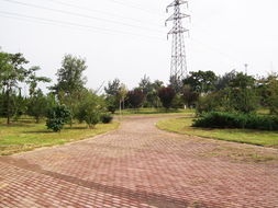 方源園林花木 匠心鑄就綠色邯鄲，專業服務城市綠化